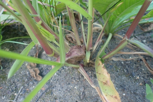 Image of Panicum schinzii by (c) Thomas Gyselinck, some rights reserved (CC BY)