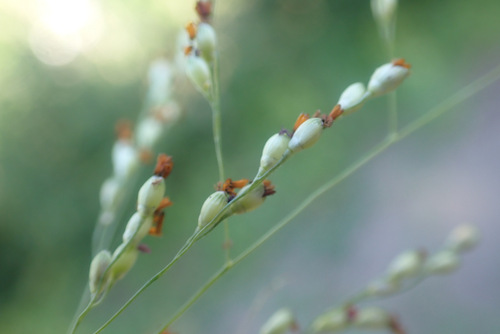 Image of Panicum schinzii by (c) Thomas Gyselinck, some rights reserved (CC BY)