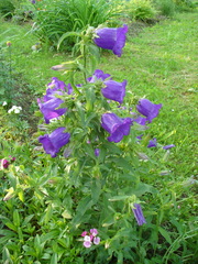 Campanula carpatica