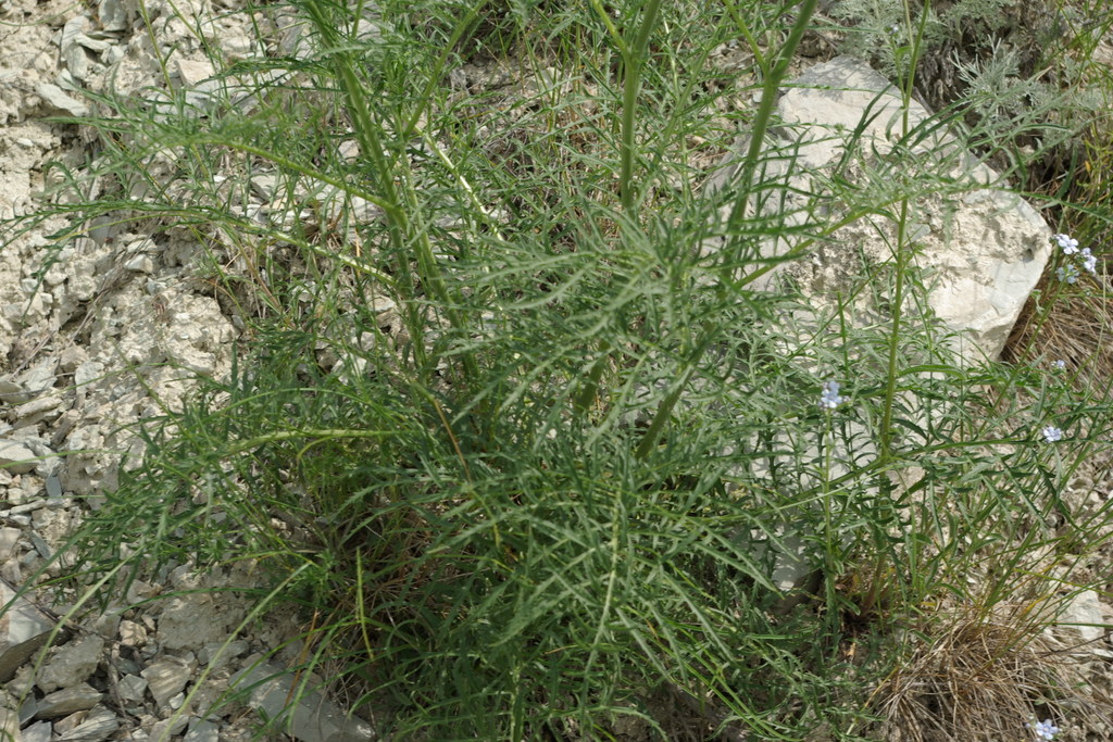Rhaponticoides razdorskyi