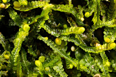 Odontoschisma sphagni