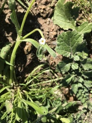 Pectocarya penicillata