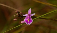 Epidendrum calanthum
