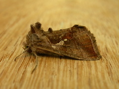 Chrysodeixis subsidens