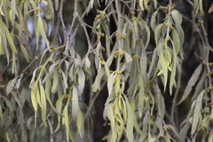 Phoradendron longifolium