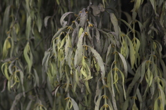 Phoradendron longifolium