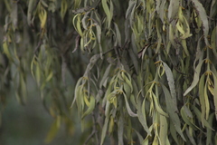 Phoradendron longifolium