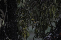 Phoradendron longifolium