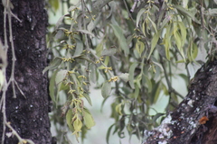 Phoradendron longifolium