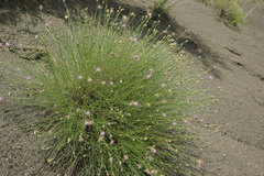 Psephellus ruprechtii