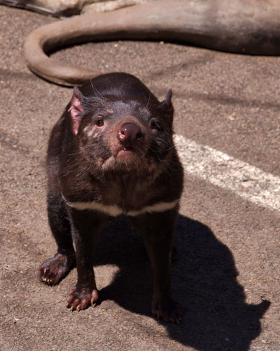 Sarcophilus harrisii