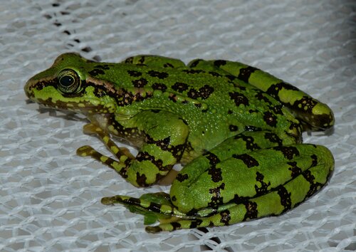 Hill Stream Frog, Amolops formosus