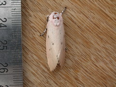 Cryptophasa hyalinopa