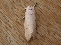 Cryptophasa hyalinopa