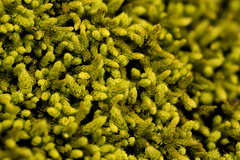 Claopodium rostratum