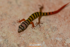 Sphaerodactylus elegans