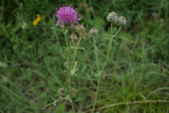 Centaurea scabiosa apiculata