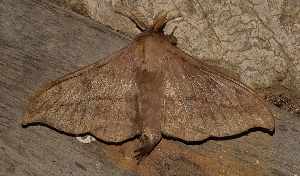 Psychocampa ursa