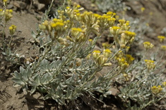 Cladochaeta candidissima