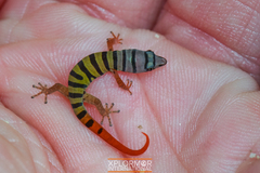 Sphaerodactylus elegans