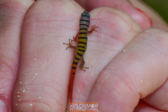 Sphaerodactylus elegans