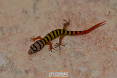 Sphaerodactylus elegans