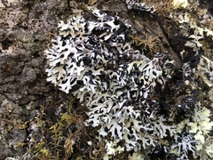 Hypogymnia incurvoides