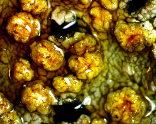 Lepra trachythallina image