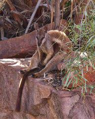 Petrogale lateralis