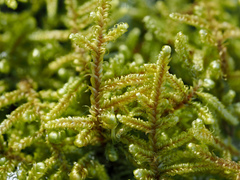 Hypnum curvifolium
