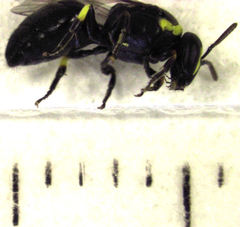 Hylaeus euxanthus