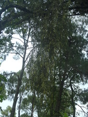 Phoradendron longifolium