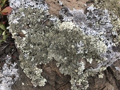 Xanthoparmelia plittii