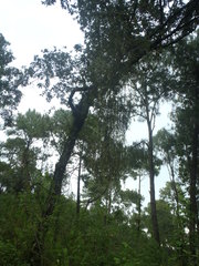 Phoradendron longifolium