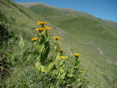 Pentanema orientale