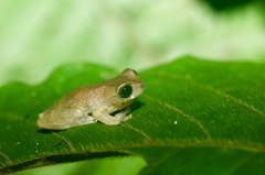 Dendropsophus brevifrons