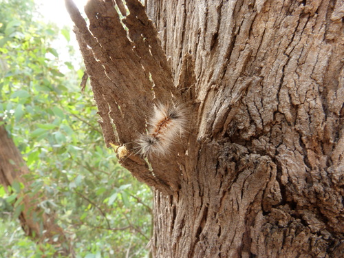 Anthelidae