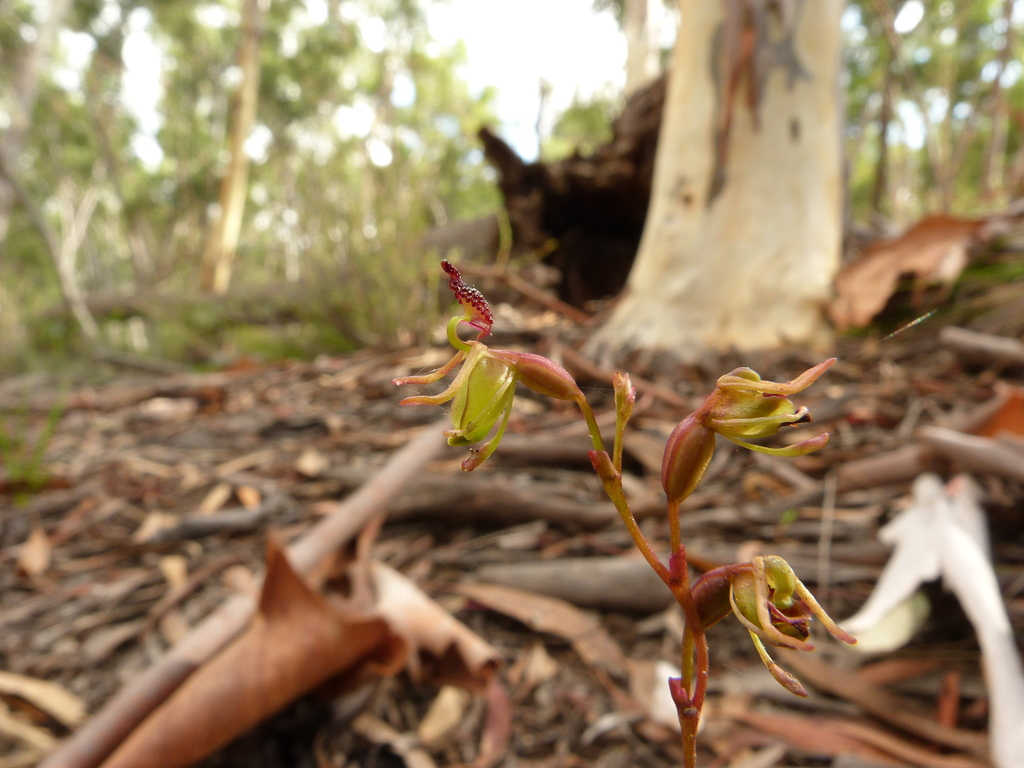 Caleana minor