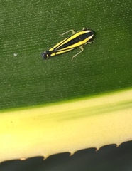 Fusigonalia caucaensis