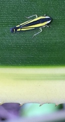 Fusigonalia caucaensis