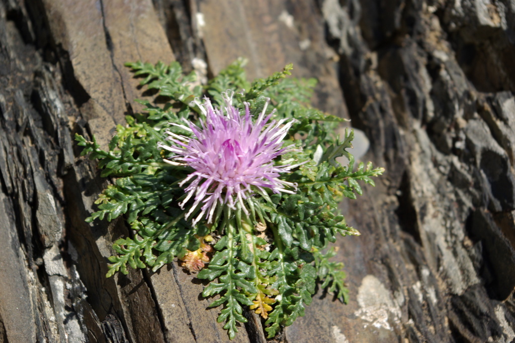 Jurinea filicifolia