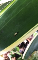 Fusigonalia caucaensis