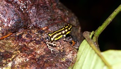 Ranitomeya flavovittata