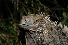 Cyclura nubila caymanensis