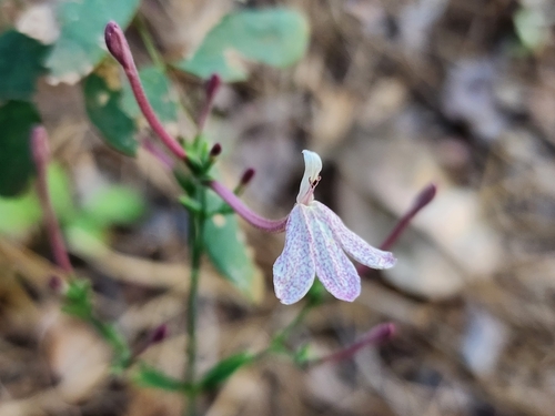 Rhinacanthus dichotomus image