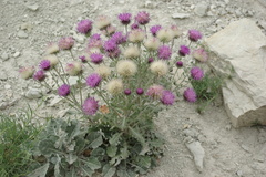 Jurinea ruprechtii