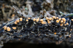 Sphaerosporium lignatile