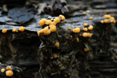 Sphaerosporium lignatile