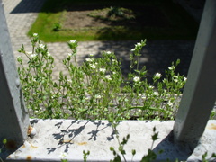 Arenaria leptoclados