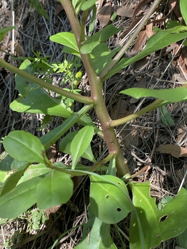 Talinum sonorae (Talinum sonorae)